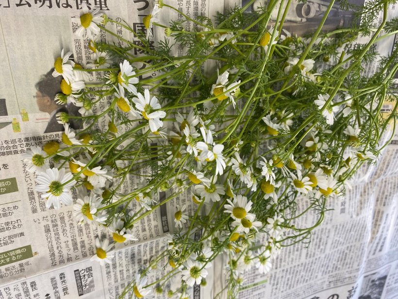 カモミールの花