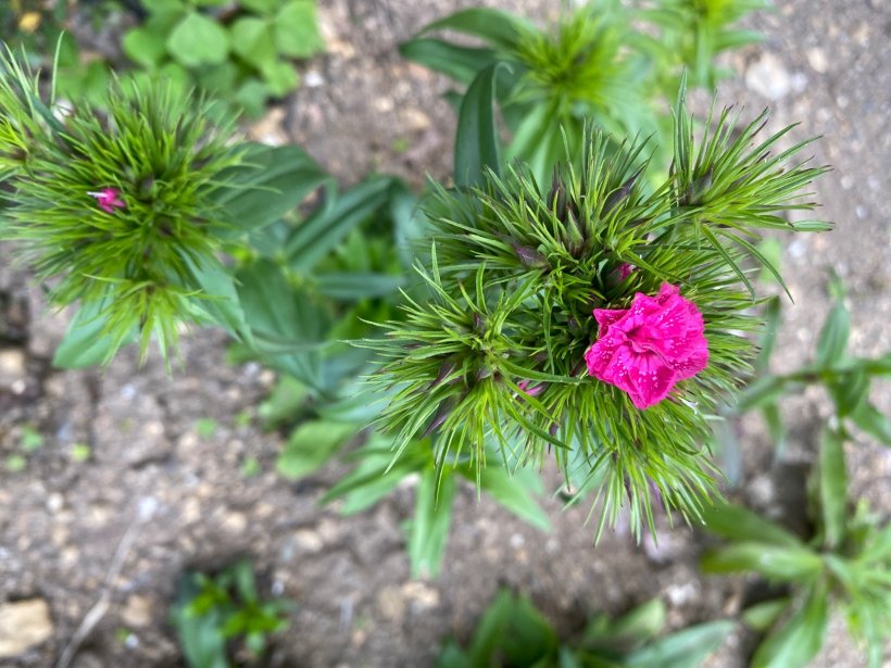 咲いたピンクの撫子の花