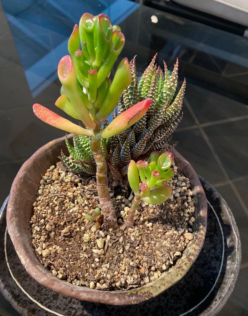 2種類の背の高い多肉