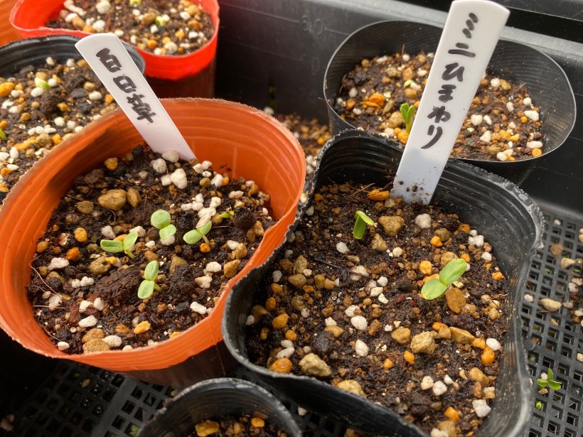 花の目が出ている鉢