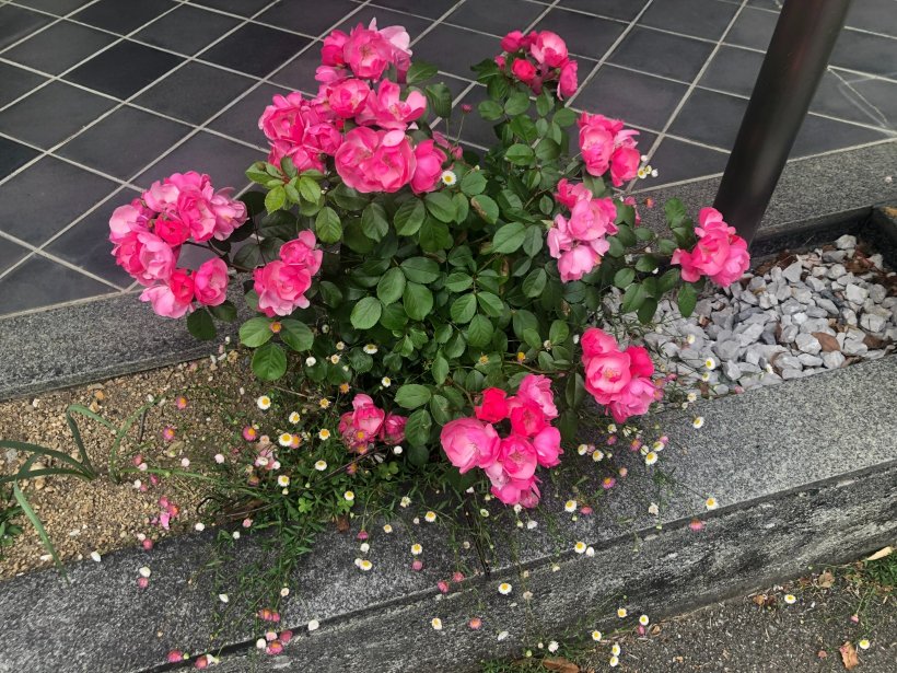 花壇に咲いている花