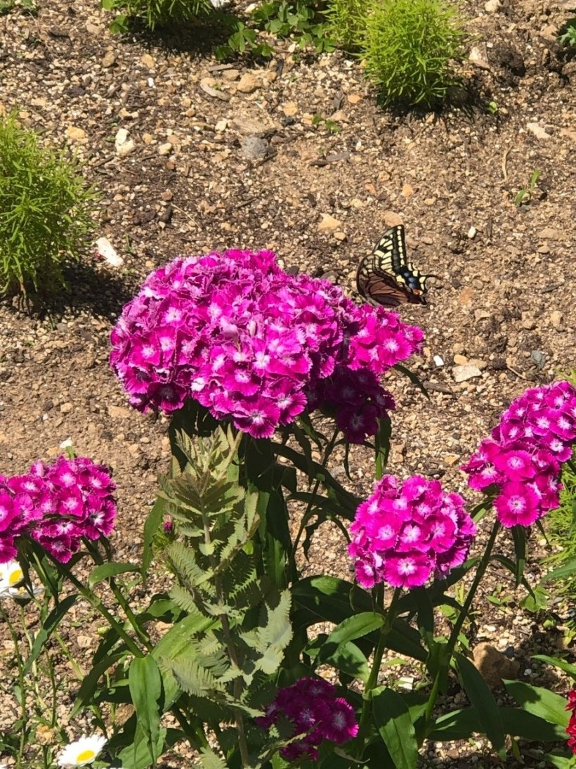 撫子にとまっている蝶