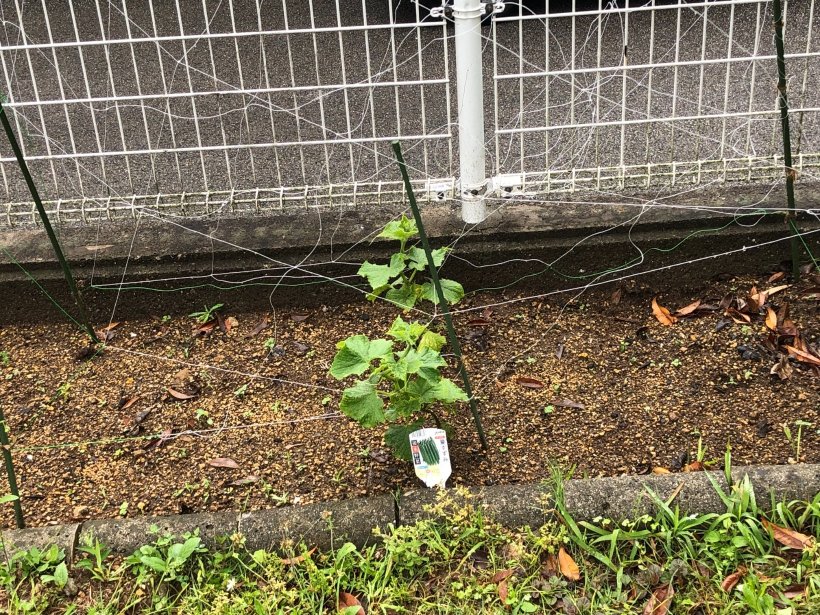 キュウリの苗木とキュウリネット