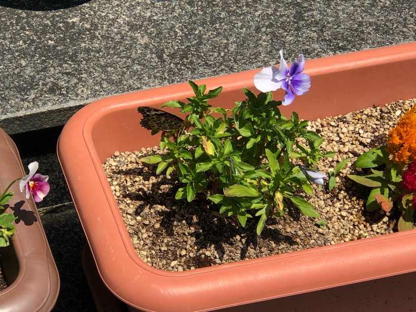花壇に植えられたパンジーと蝶