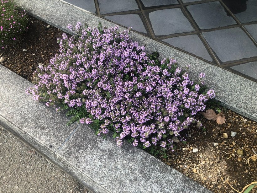 花壇に咲くクリーピングタイム