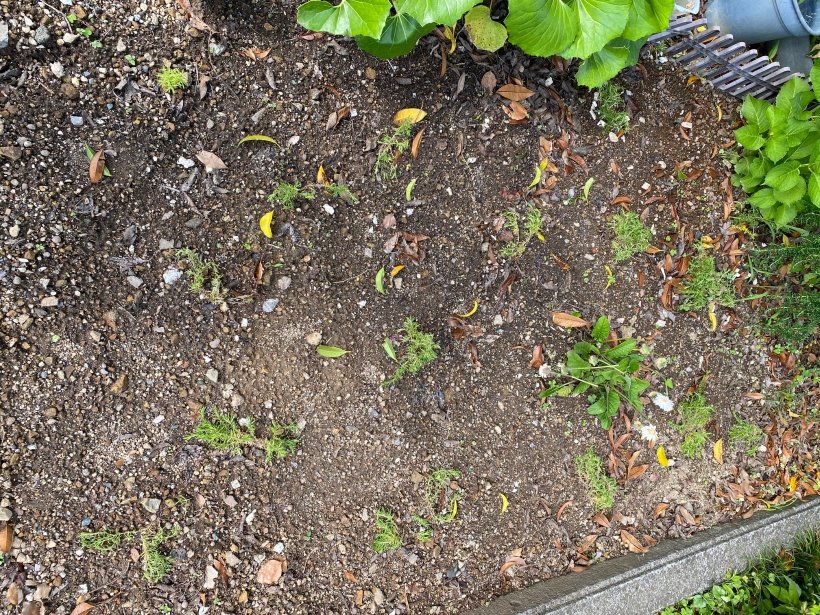 花壇に植わった緑の葉の茂った芝桜