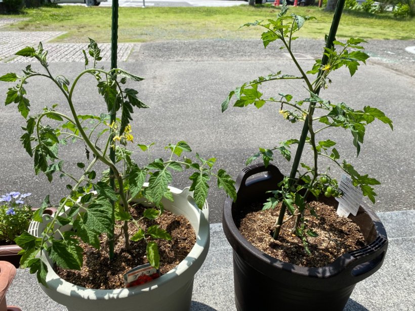 鉢に植えてあるトマトの苗