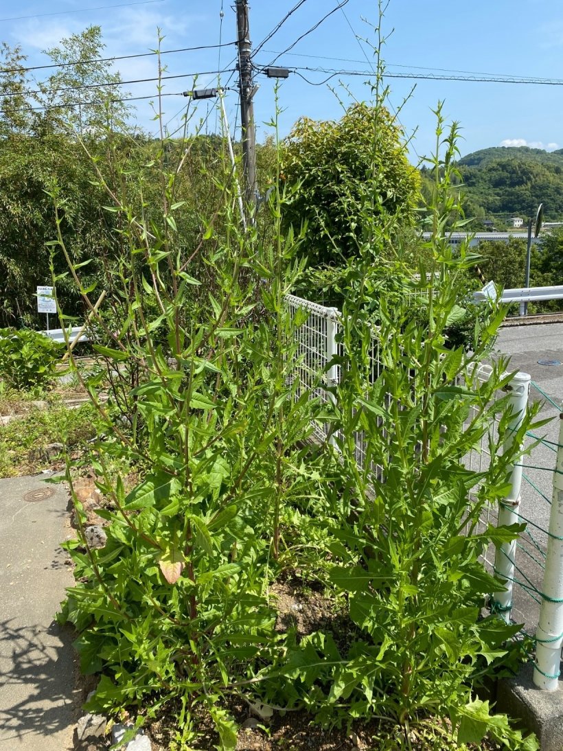 大きく伸びたチコリ