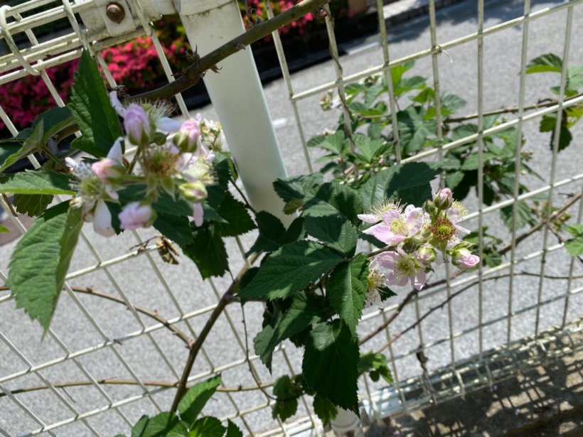ブラックベリーの花