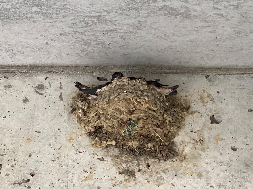 巣の中の燕の雛