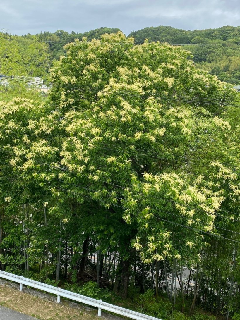 栗の花の咲いた木