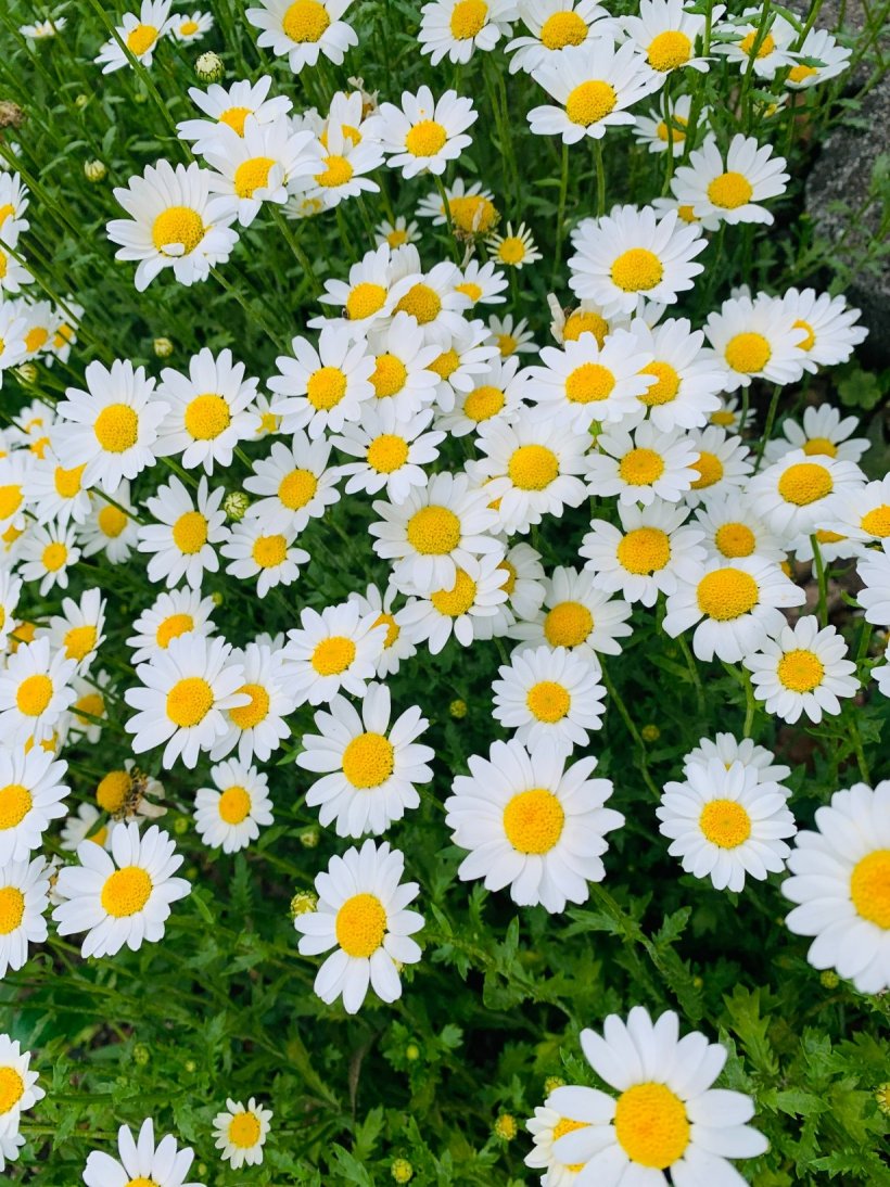 きれいに咲いたお花の写真