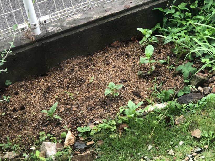 芽が出てきた植物