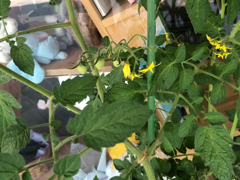 実のなりかけているトマト