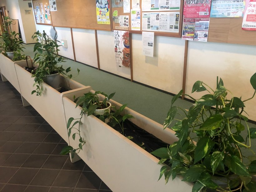 ロビーの水耕植物