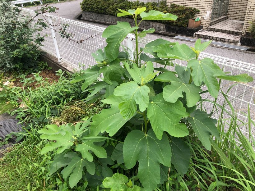 イチジクの葉っぱ