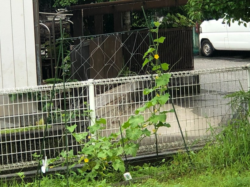 花が咲いたキュウリ
