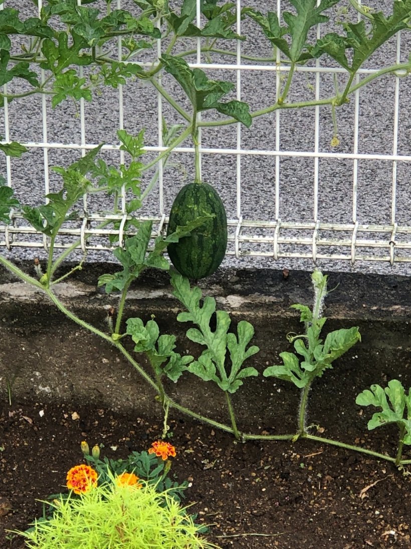 実のなりはじめた小玉スイカ