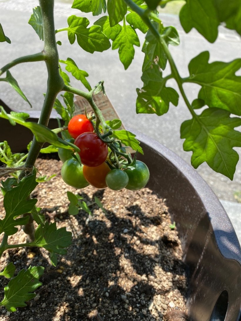 トマトの実赤とオレンジと緑