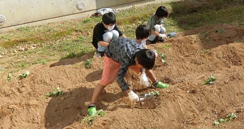 3人がお芋の苗を植えている