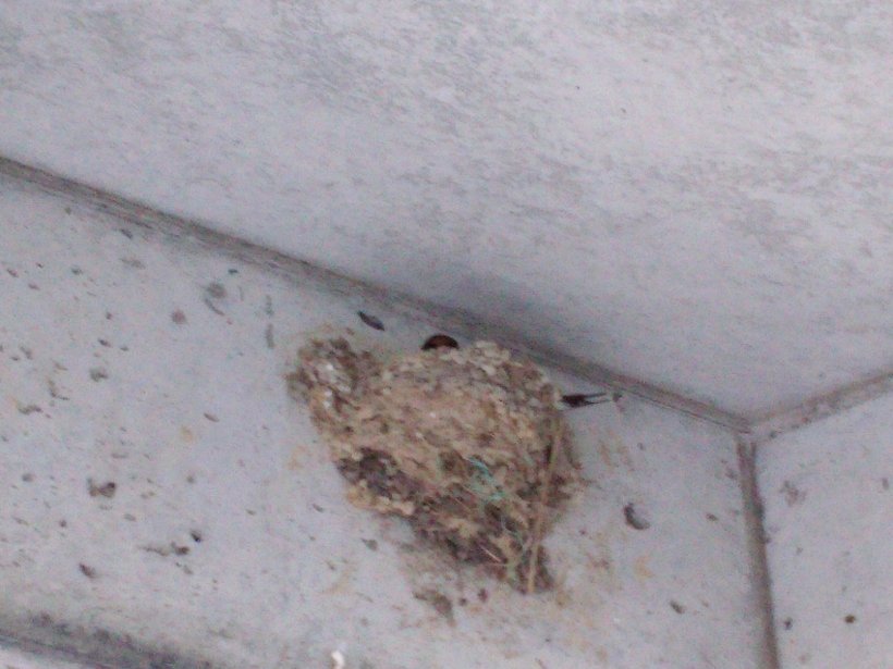 ツバメの巣の中にいるツバメ