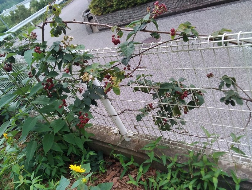 赤い実を沢山つけたブラックベリーの木