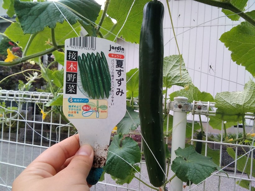 なっているきゅうりの横に紙を持っている