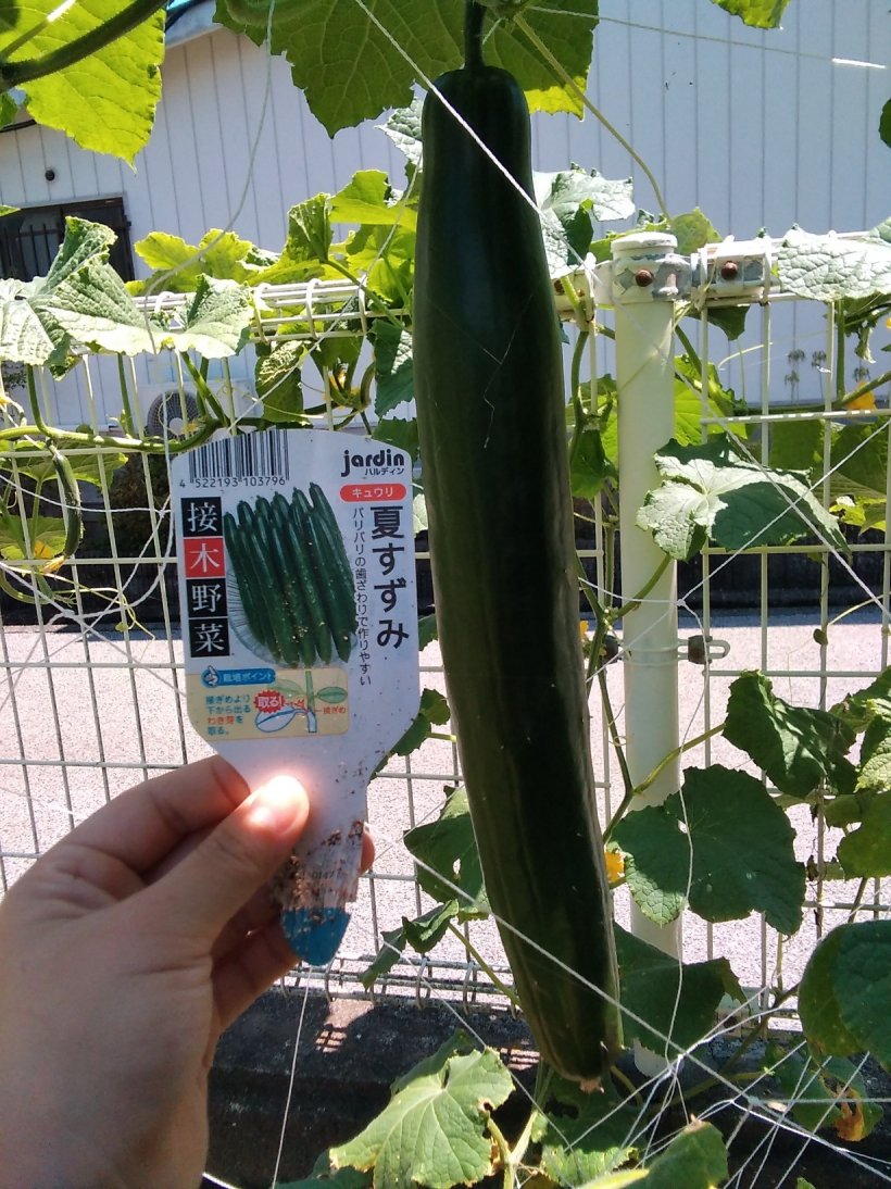 キュウリの横に紙を持っている