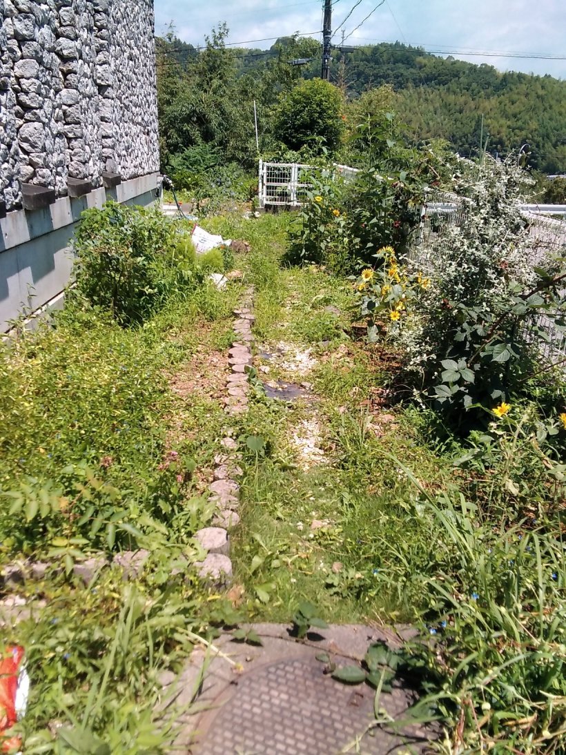 花壇にたくさん草が生えている