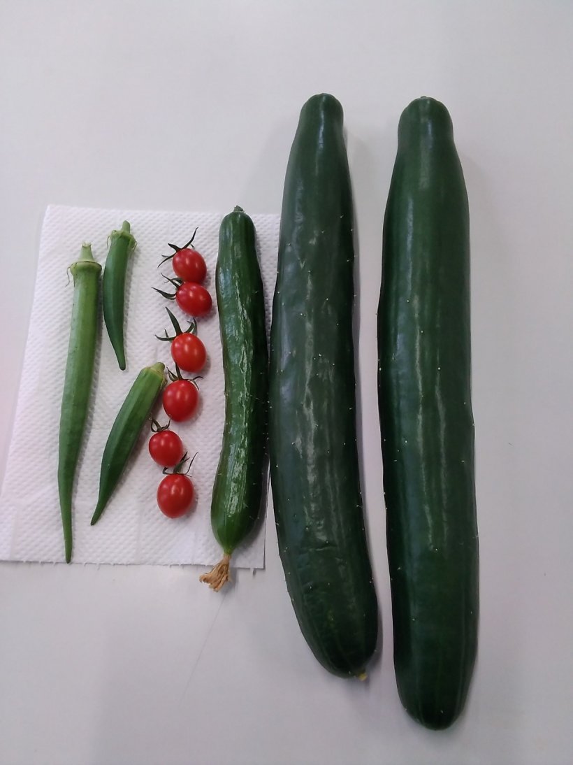 キュウリ、オクラトマト