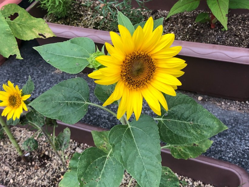 花の咲いたひまわり