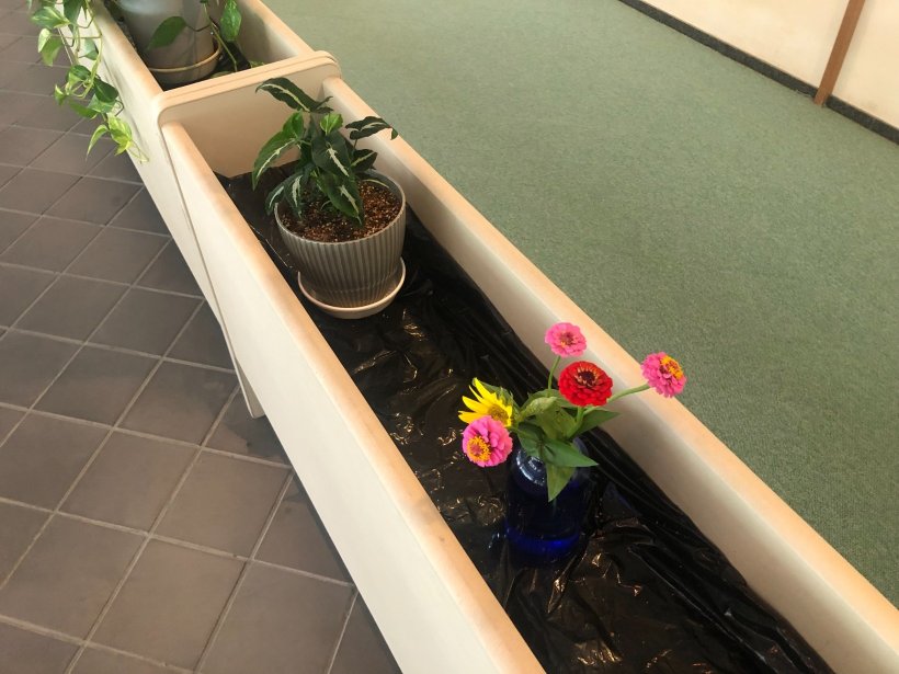 花瓶に飾られた百日草