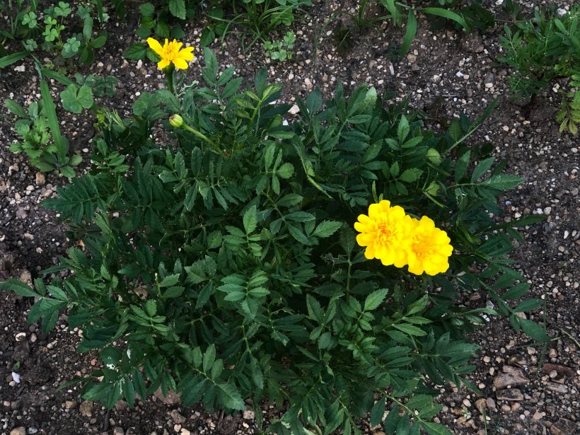 咲いた黄色い花