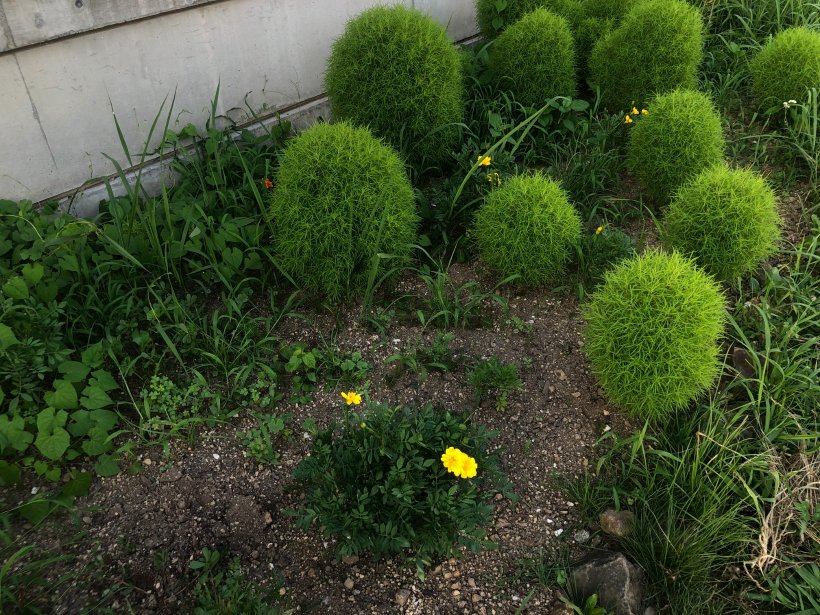 コキアと黄色い花