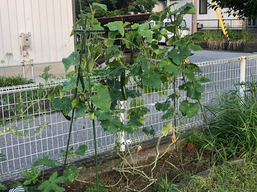 成長したキュウリ