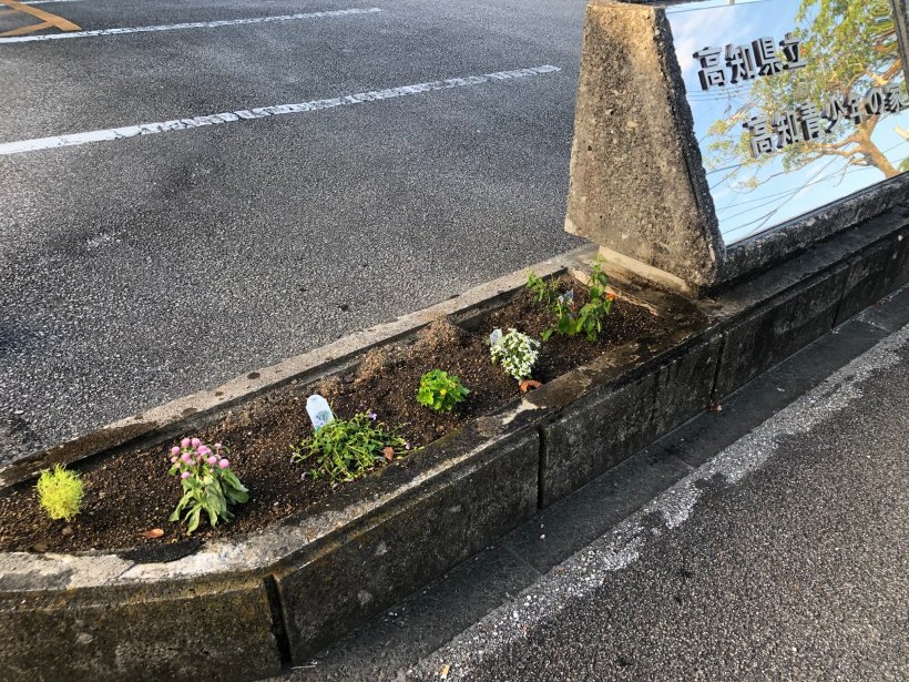 駐車場入り口に咲いている花壇