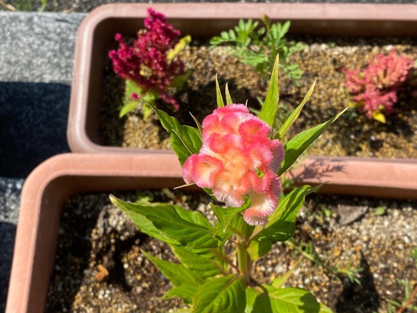 フワフワの薄いピンクのケイトウ