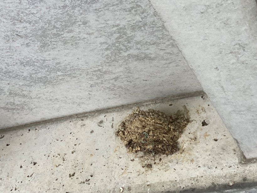 何もいない燕の巣
