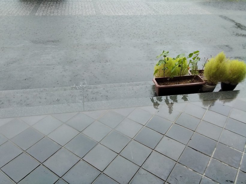 水溜まりと鉢植え