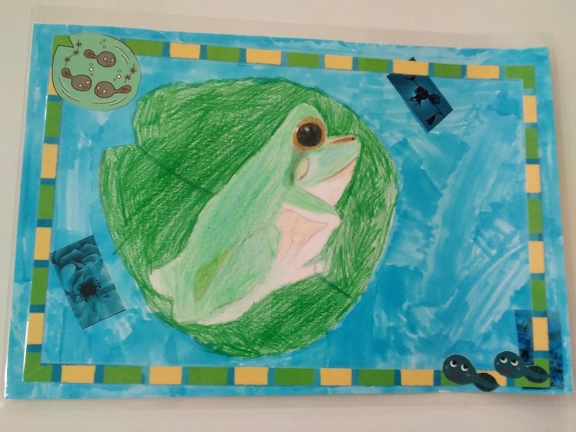カエルの絵