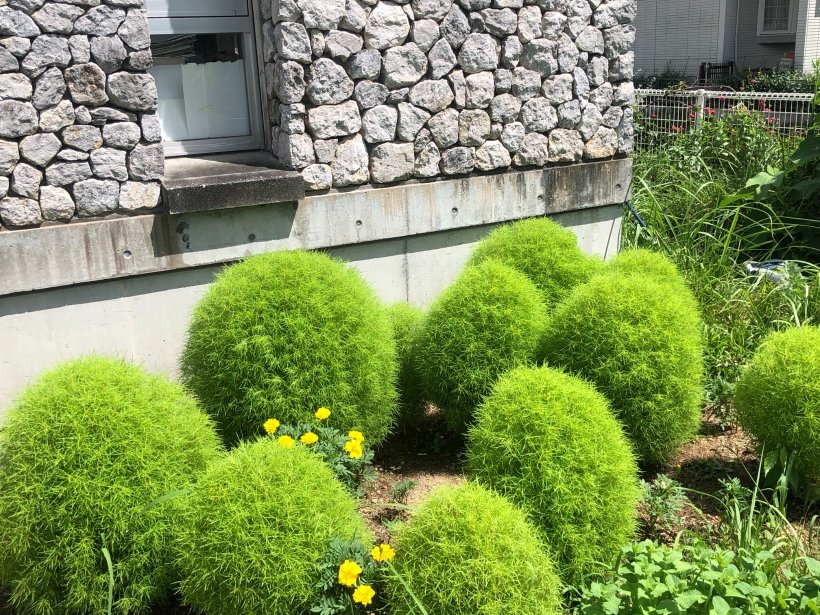 大きくなったコキア