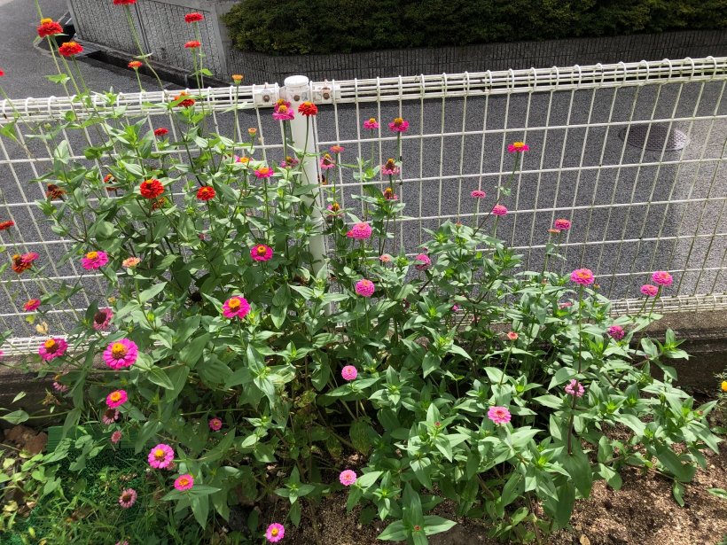 花壇に咲いている花