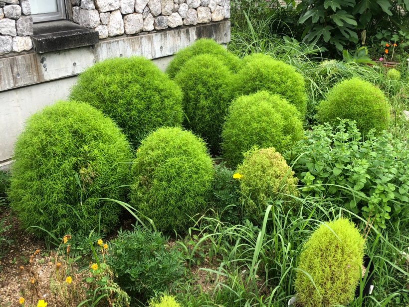 大きく育ったコキア