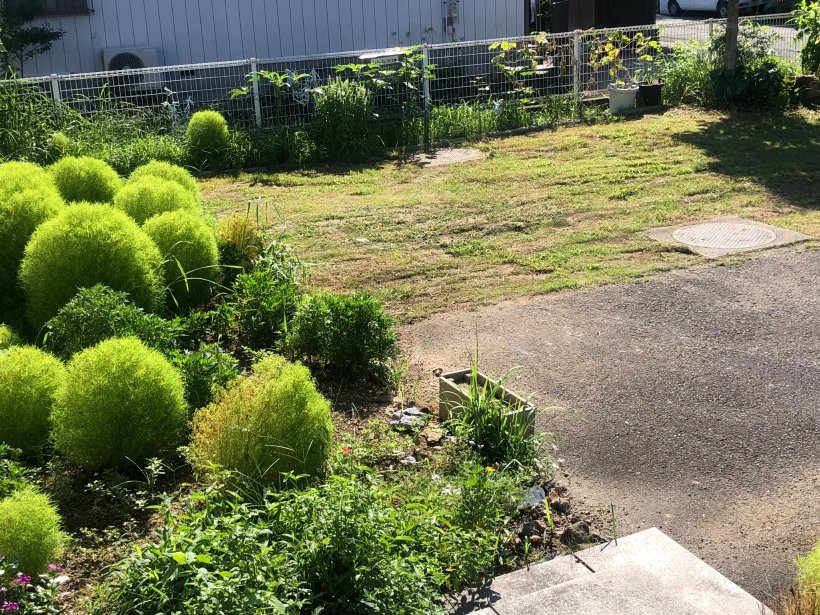 草刈りをした芝生