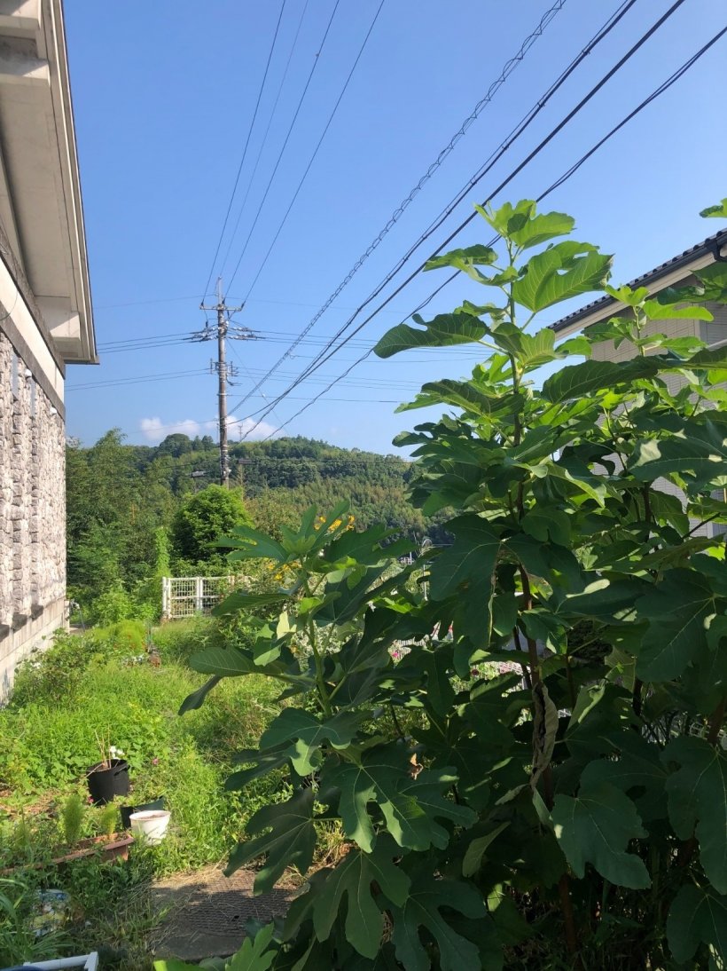 大きくなったイチジク