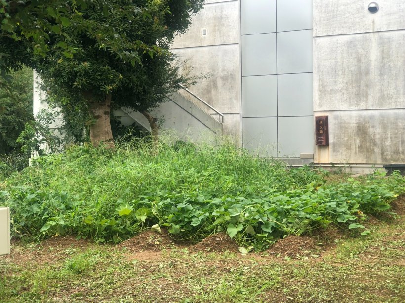 草の伸びたお芋畑
