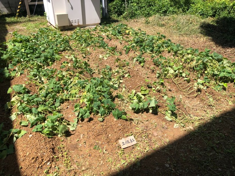 草抜きが終わった芋畑