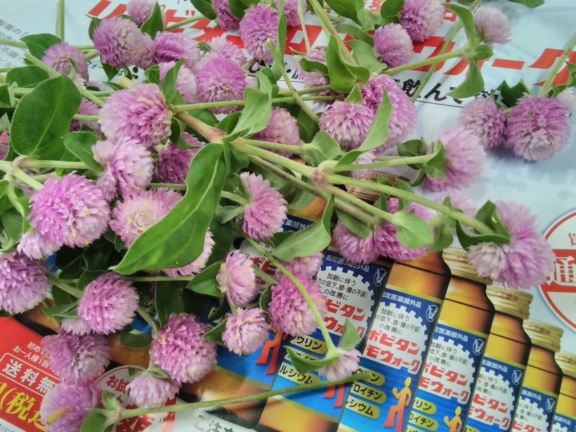 切った沢山の千日紅