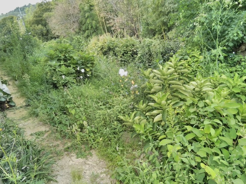 草が沢山生えている斜面