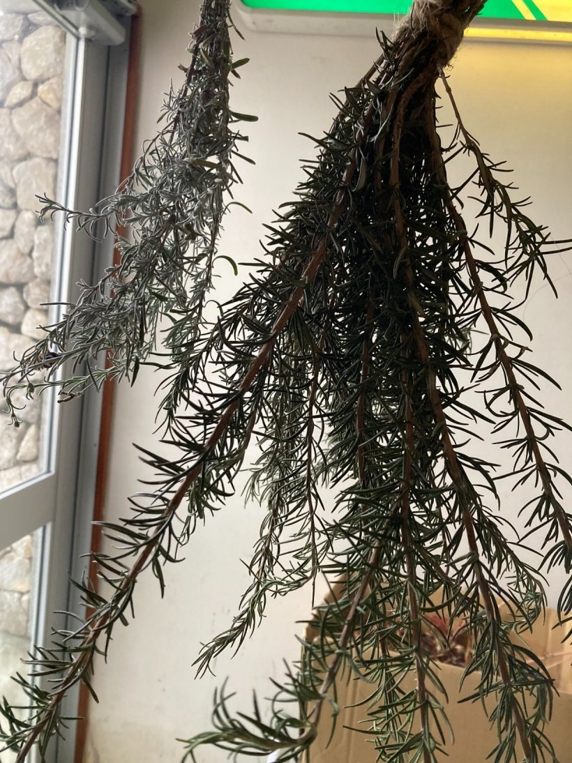 乾燥させているローズマリー